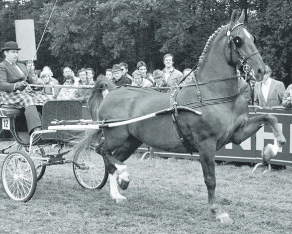 Zuchtstute Nuwalda (KWPN (Niederländisches Warmblut), 1972, von Ziezo)