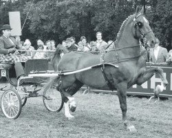 Zuchtstute Nuwalda (KWPN (Niederländisches Warmblut), 1972, von Ziezo)