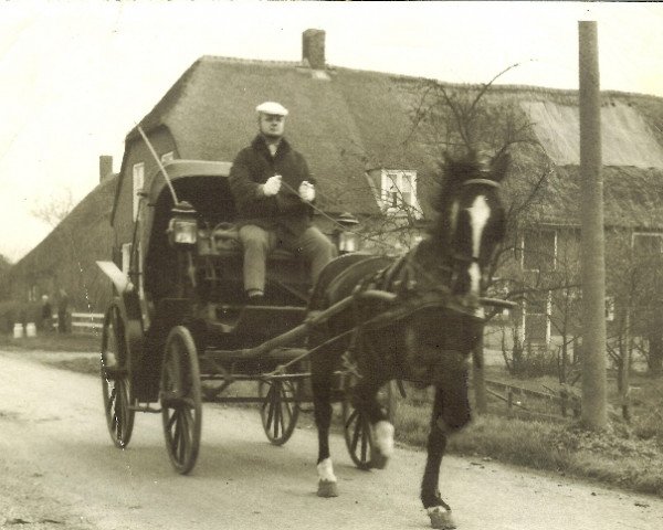 Deckhengst Hurstwood Viceroy (Hackney (Pferd/Pony),  )