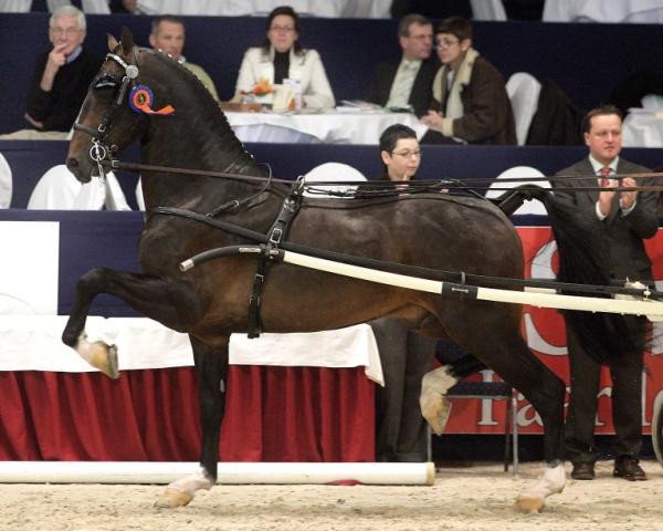 stallion Waltstar (KWPN (Royal Dutch Sporthorse), 2003, from Roy M)
