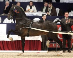 Deckhengst Waltstar (KWPN (Niederländisches Warmblut), 2003, von Roy M)