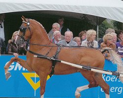 Deckhengst Crescendo HBC (KWPN (Niederländisches Warmblut), 2007, von Waltstar)