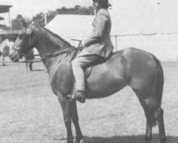 broodmare Criban Heather Bell (Welsh mountain pony (SEK.A), 1943, from Criban Cockade)