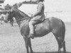 Zuchtstute Criban Heather Bell (Welsh Mountain Pony (Sek.A), 1943, von Criban Cockade)