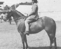 Zuchtstute Criban Heather Bell (Welsh Mountain Pony (Sek.A), 1943, von Criban Cockade)