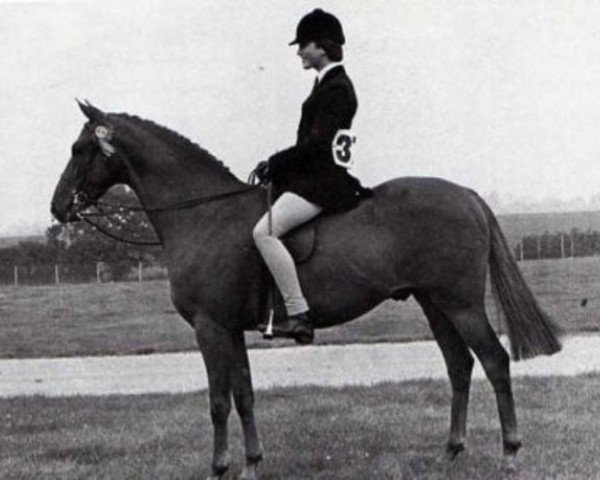 Pferd Gems Signet (British Riding Pony, 1967, von Bwlch Hill Wind)