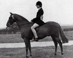 horse Gems Signet (British Riding Pony, 1967, from Bwlch Hill Wind)