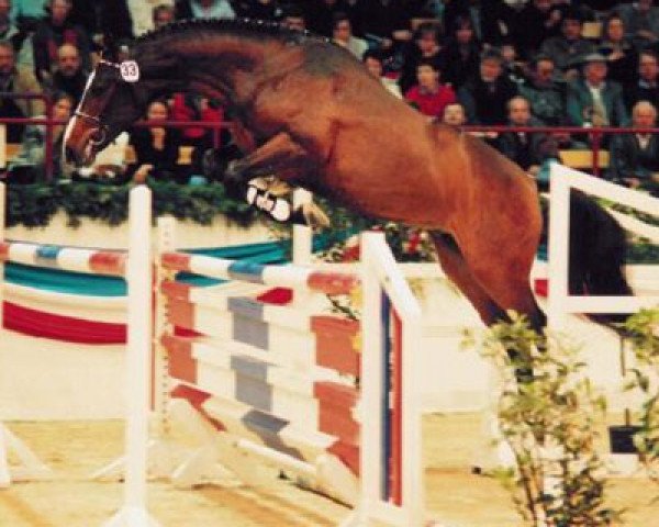 horse Cometto (Holsteiner, 1998, from Caretino)