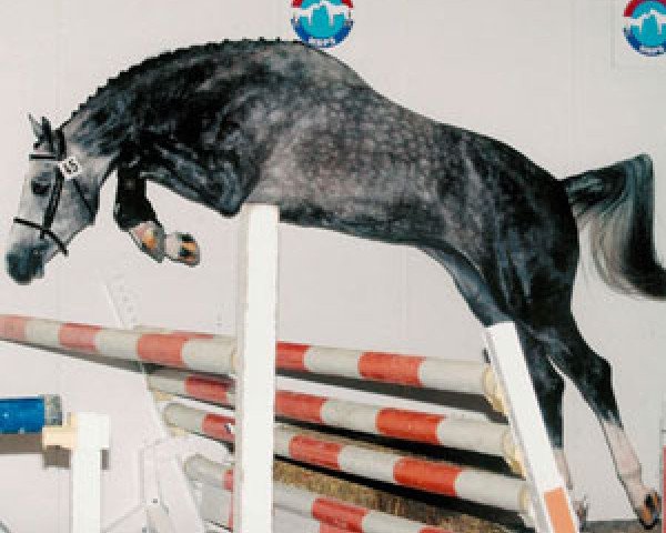 horse Chellano's Boy D Z (Zangersheide riding horse, 2003, from Chellano Z)