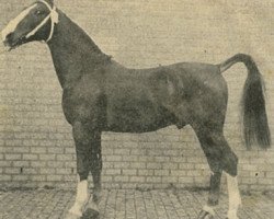 stallion Cansjo (KWPN (Royal Dutch Sporthorse), 1984, from Unitas)