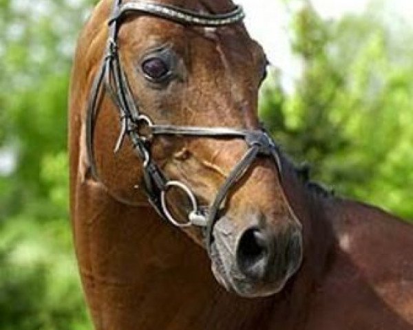 stallion Zodiak (KWPN (Royal Dutch Sporthorse), 1986, from Zion)