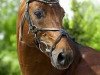 stallion Zodiak (KWPN (Royal Dutch Sporthorse), 1986, from Zion)