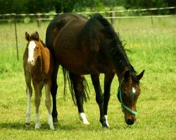 broodmare Larissa (Hanoverian, 1994, from Landadel)