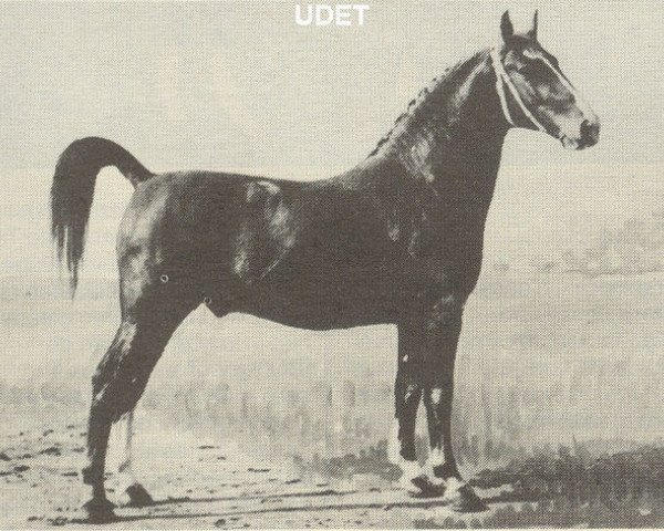 Deckhengst Udet (Gelderländer, 1955, von Pasha)