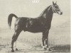 stallion Udet (Gelderland, 1955, from Pasha)