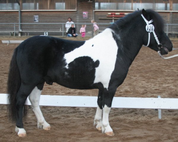 stallion Brinzi (Shetland Pony, 2006, from Bubba)