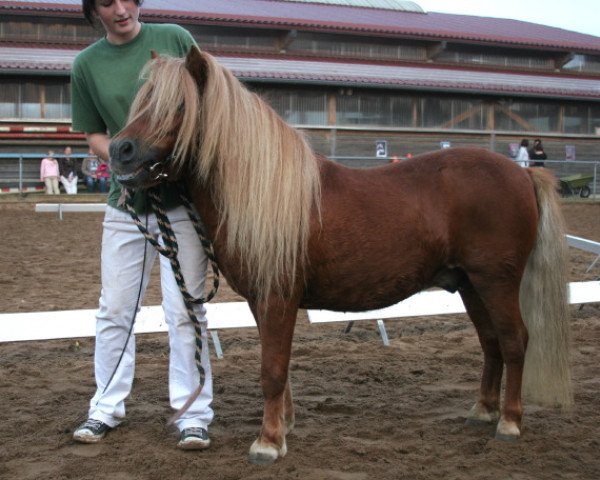 Pferd Wildfire (Shetland Pony, 2001, von Wim v.d. Geest)