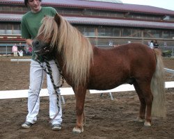 Pferd Wildfire (Shetland Pony, 2001, von Wim v.d. Geest)