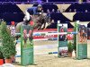 jumper Quality Z (Zangersheide riding horse, 2004, from Quasimodo Z)