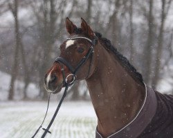 dressage horse Mentano 3 (German Riding Pony, 2001, from Mentos)