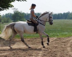 jumper Cleopatra Z (Zangersheide riding horse, 2006, from Cassinus)