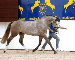 stallion Cavaggio (Holsteiner, 2003, from Cassini I)