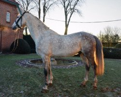 Springpferd Cavinci van de Holstenhoeve Z (Zangersheide Reitpferd, 2008, von Cavaggio)