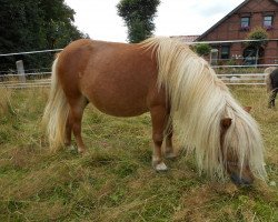 horse Acclamation v.d.pony lust (Nederlands Mini Paarden, 2007, from Hidalgo van Uilenbroek)