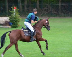 dressage horse Grand Acteur (Trakehner, 2009, from Editorial)