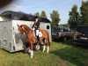 dressage horse Rosenstein WRT (Trakehner, 2001, from Münchhausen)