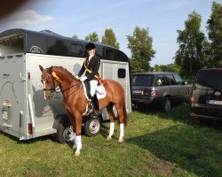 dressage horse Rosenstein WRT (Trakehner, 2001, from Münchhausen)