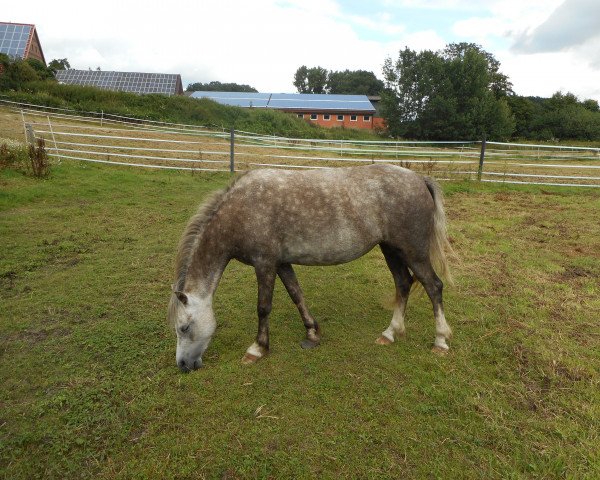 Zuchtstute Shore Brooks Happy Ending (Welsh Mountain Pony (Sek.A), 2012, von Ysselvliedt's Shy Charmer)