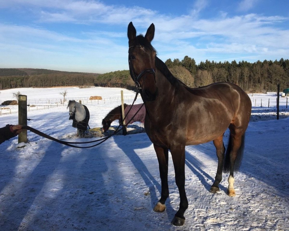 broodmare Destiny K2 (Oldenburg, 2010, from Diamond Hit)