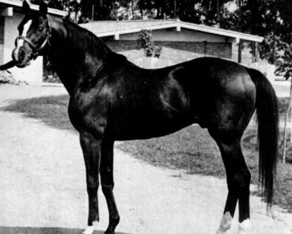 stallion Coaraze xx (Thoroughbred, 1942, from Tourbillon xx)