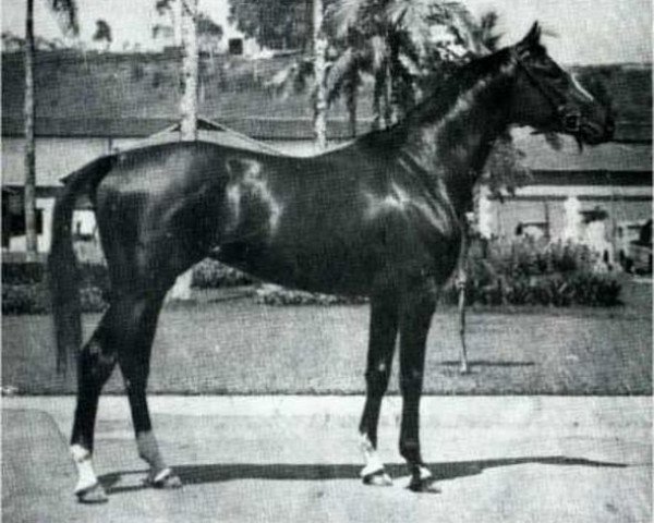 stallion Emerson xx (Thoroughbred, 1958, from Coaraze xx)