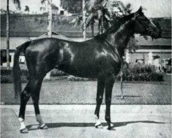 stallion Emerson xx (Thoroughbred, 1958, from Coaraze xx)