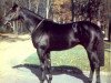 stallion Vayrann xx (Thoroughbred, 1978, from Brigadier Gerard xx)