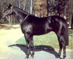 stallion Vayrann xx (Thoroughbred, 1978, from Brigadier Gerard xx)