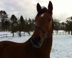 dressage horse Granada 312 (Oldenburg, 2009, from For Compliment)