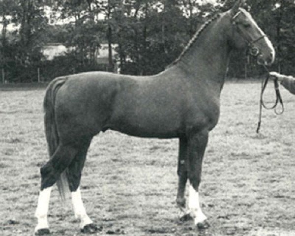 horse Batoni (KWPN (Royal Dutch Sporthorse), 1983, from Ornaat)