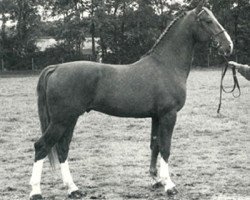 horse Batoni (KWPN (Royal Dutch Sporthorse), 1983, from Ornaat)