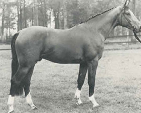 Pferd Almiro (Koninklijk Warmbloed Paardenstamboek Nederland (KWPN), 1982, von Ramiro Z)