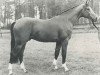 horse Almiro (KWPN (Royal Dutch Sporthorse), 1982, from Ramiro Z)