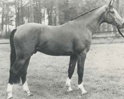 horse Almiro (KWPN (Royal Dutch Sporthorse), 1982, from Ramiro Z)