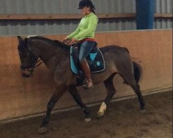 dressage horse Nicki 308 (Pony without race description, 2003)