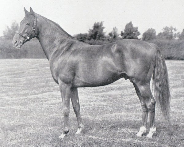 stallion Hyperion xx (Thoroughbred, 1930, from Gainsborough xx)