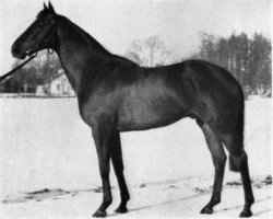 stallion Applejack xx (Thoroughbred, 1943, from Admiral's Walk xx)