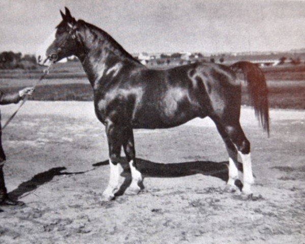 stallion Schotte (Hanoverian, 1926, from Schottland)
