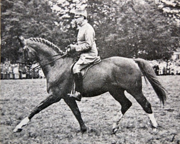 stallion Pansar (Swedish Warmblood, 1937, from Largo)