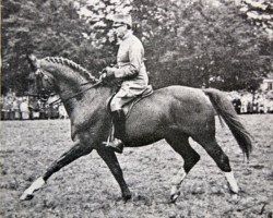 Deckhengst Pansar (Schwedisches Warmblut, 1937, von Largo)